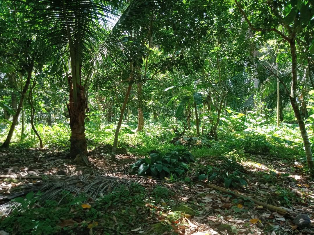 2884 SQM FARM LOT IN LILIW, LAGUNA, Property, For Sale, Lot on Carousell