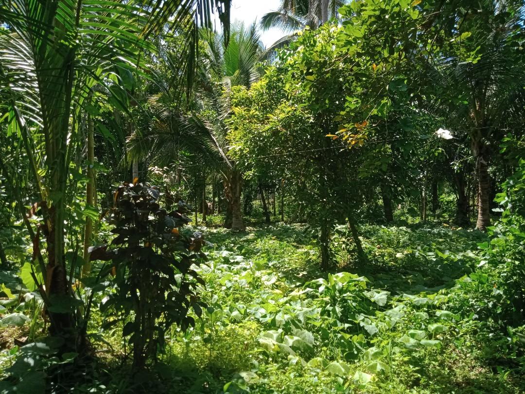 2884 SQM FARM LOT IN LILIW, LAGUNA, Property, For Sale, Lot on Carousell