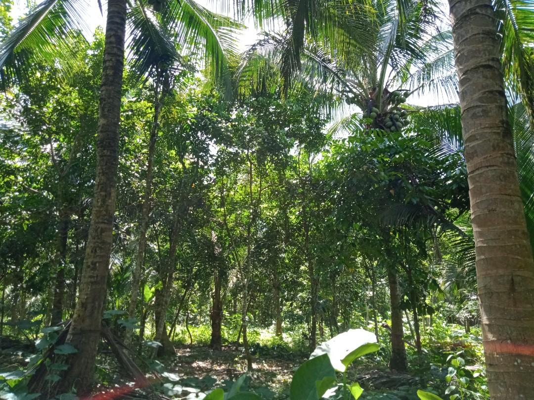 2884 SQM FARM LOT IN LILIW, LAGUNA, Property, For Sale, Lot on Carousell