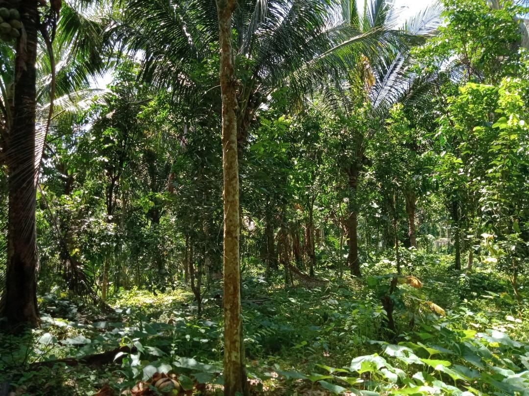 2884 SQM FARM LOT IN LILIW, LAGUNA, Property, For Sale, Lot on Carousell