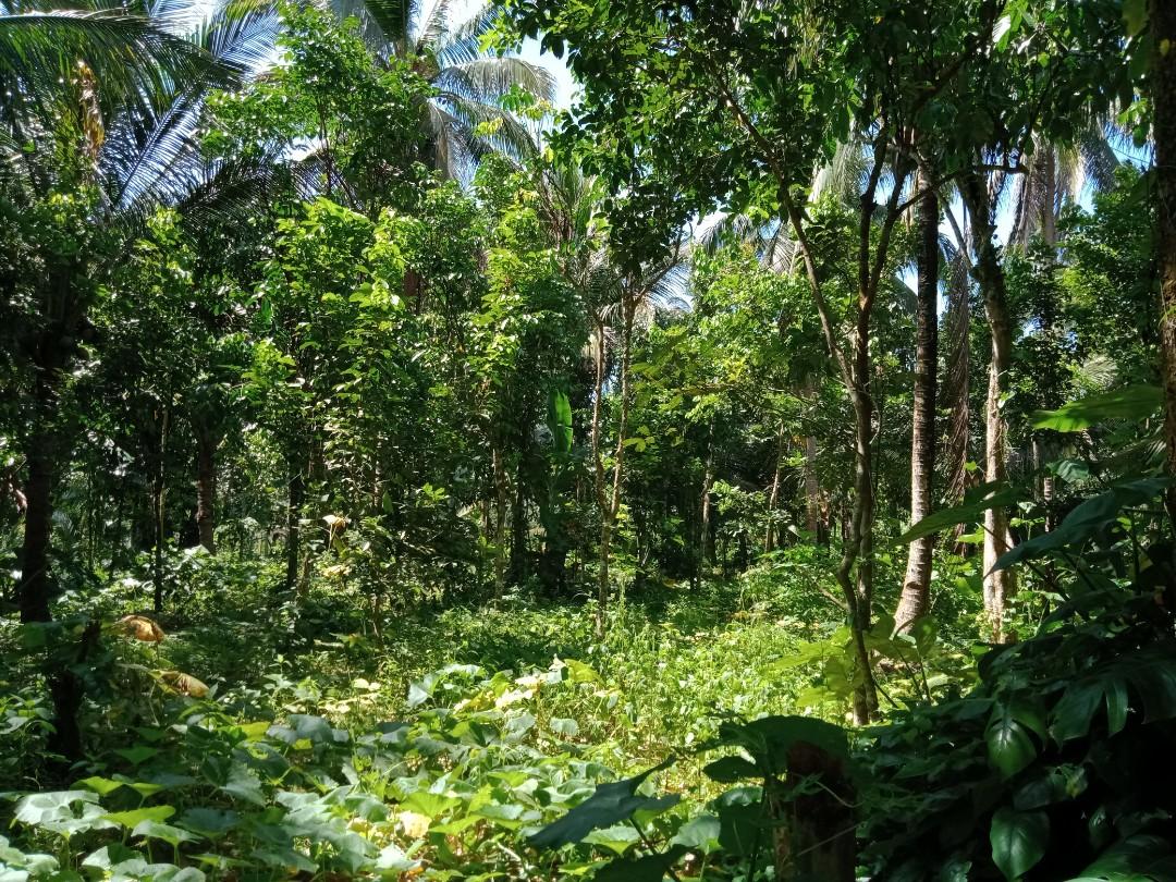 2884 SQM FARM LOT IN LILIW, LAGUNA, Property, For Sale, Lot on Carousell