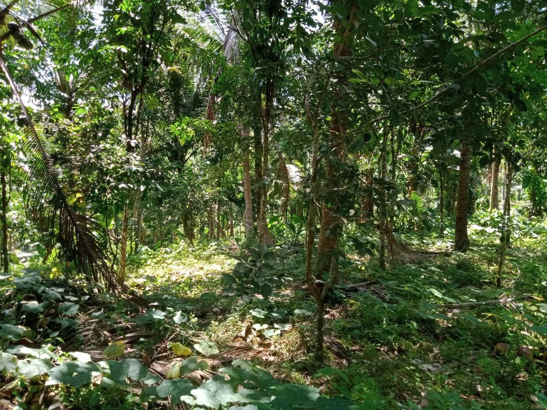 2884 SQM FARM LOT IN LILIW, LAGUNA, Property, For Sale, Lot on Carousell