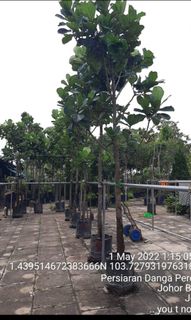 (Category: ) located in . Submitted by kampongboi (Listing ID 1158221154, Image 1). Description: .