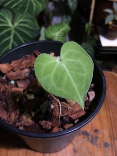 (Category: ) located in . Submitted by chlorophiles (Listing ID 1158320100, Image 1). Description: .