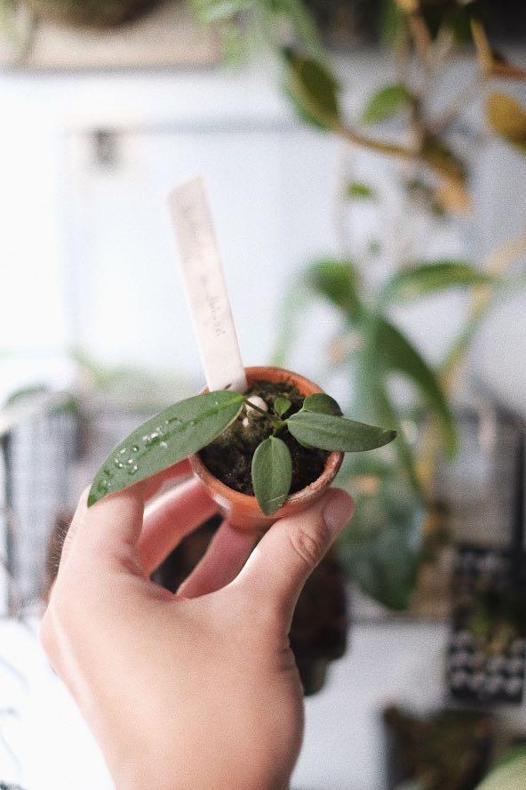 Anthurium wendlingeri for sale., Furniture & Home Living, Gardening