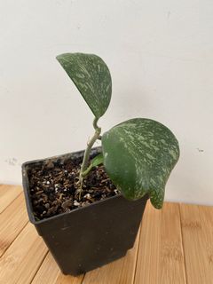 (Category: ) located in . Submitted by foliage_sg (Listing ID 1158269295, Image 1). Description: .