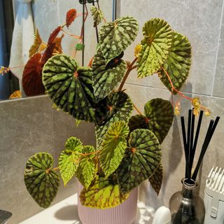 (Category: ) located in . Submitted by colorfulrosette (Listing ID 1151648329, Image 1). Description: .