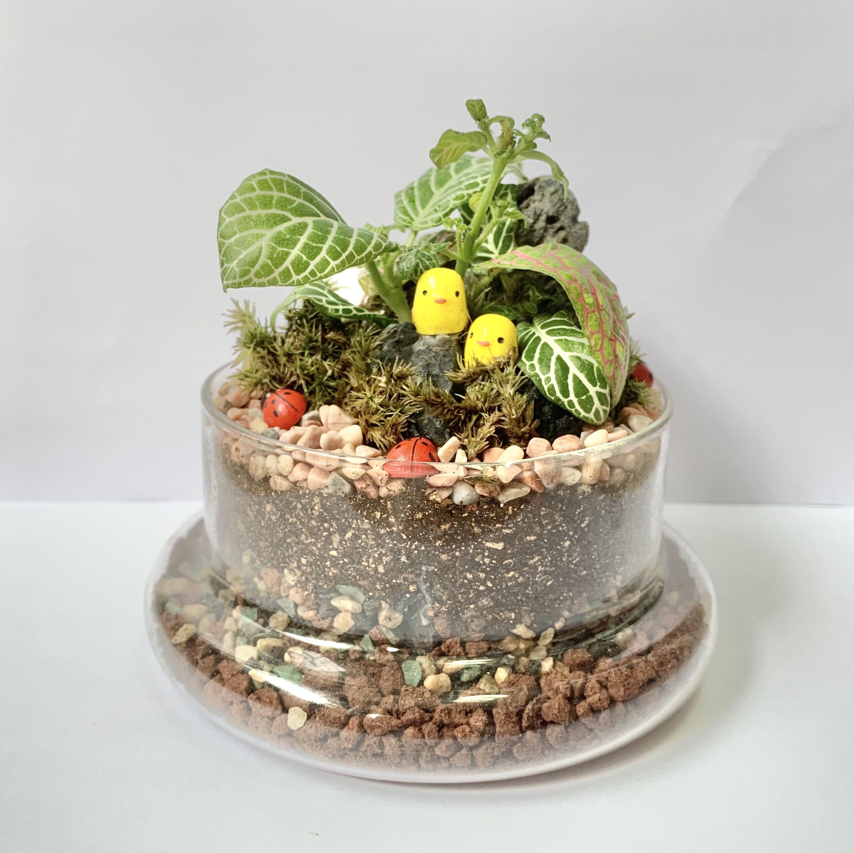 Closed Terrarium gift ideas plant fittonia mini garden