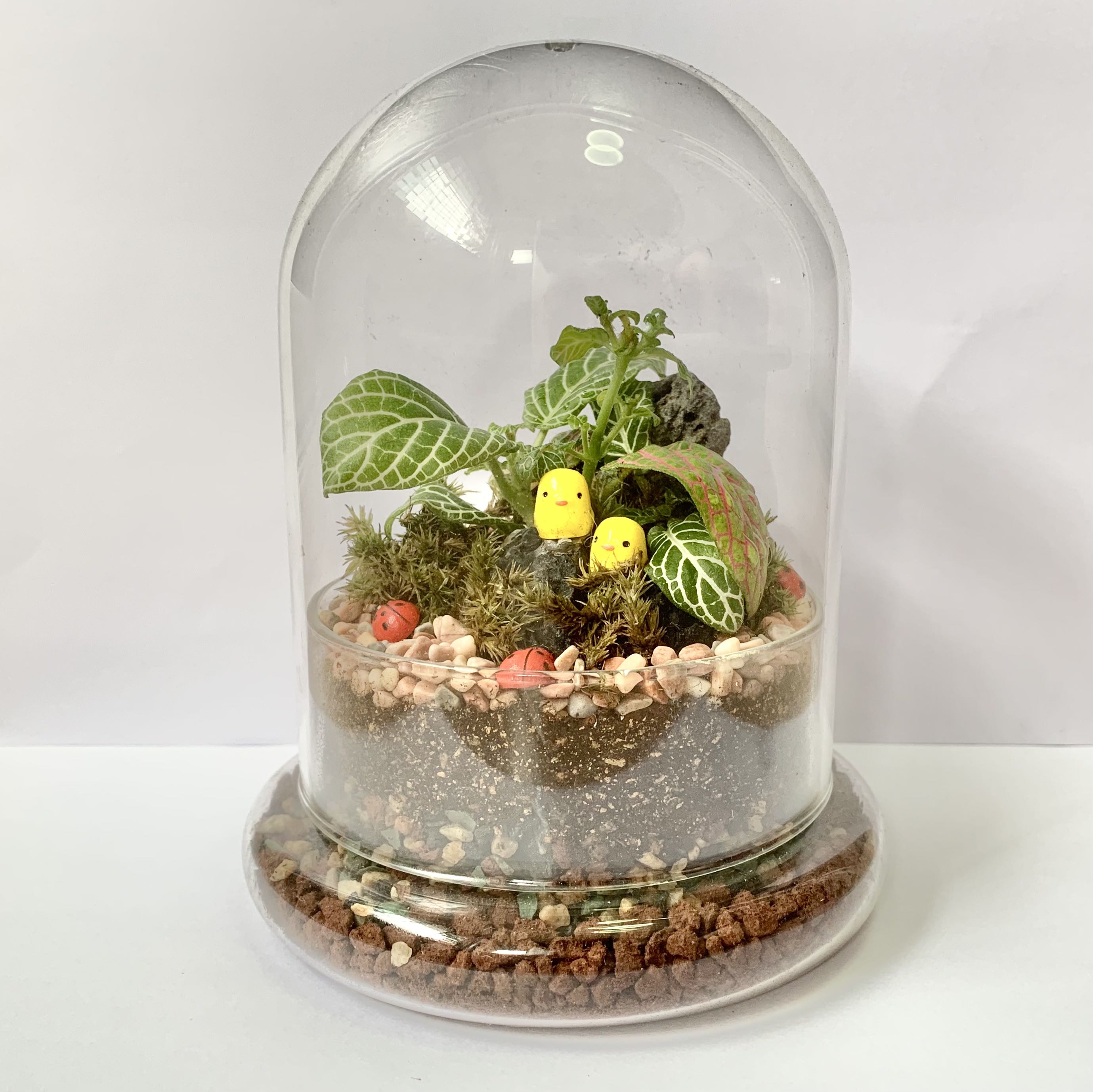 Closed Terrarium gift ideas plant fittonia mini garden