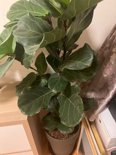 （分類：）位於 。 由 benoittravers 提交（商品編號 1158297029，圖片 1）。簡介： 。