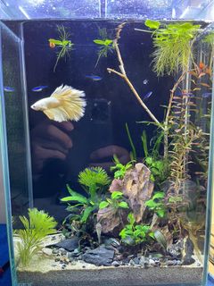 (Category: ) located in . Submitted by shensv (Listing ID 1158232116, Image 1). Description: .