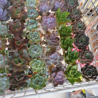 (Category: ) located in . Submitted by succulentworldsg (Listing ID 1158262713, Image 1). Description: .