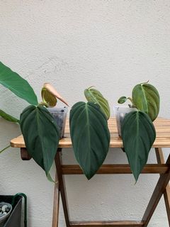 (Category: ) located in . Submitted by smallplantsonly (Listing ID 1158203934, Image 1). Description: .