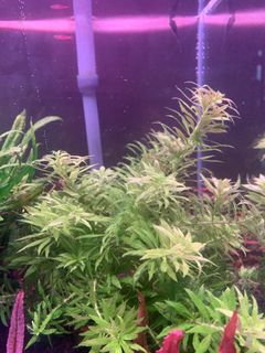 (Category: ) located in . Submitted by limpts (Listing ID 1158285825, Image 1). Description: .