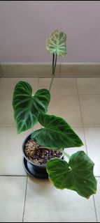 (Category: ) located in . Submitted by plantbaos (Listing ID 1158244565, Image 1). Description: .