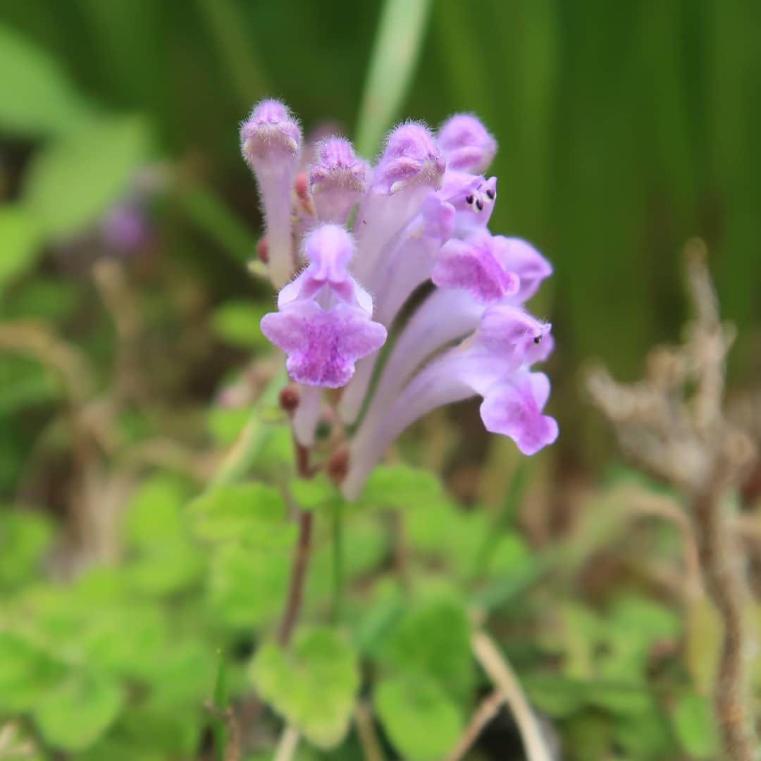 Sg1229 日本山野草之スクテラリア極姬立浪草 精品植物小盆栽禮物 傢俬 家居 園藝 植物及種子on Carousell