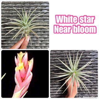 White star tillandsia airplant air plant Airplants air plants garden blooming flowering near bloom blossom gardening