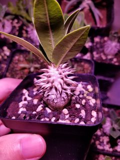 （分類：）位於 。 由 slashyy 提交（商品編號 1159864134，圖片 1）。簡介： 。