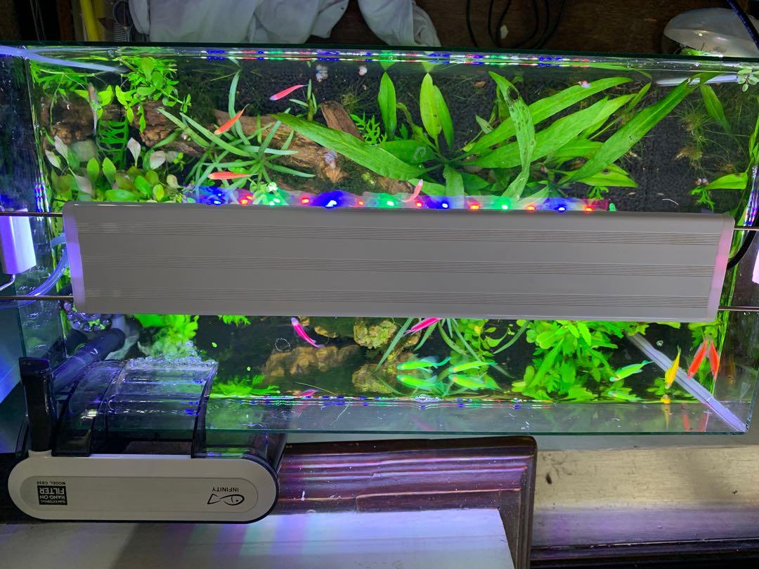 Aquascape / Aquarium 10 gallon complete setup, Pet Supplies, Homes