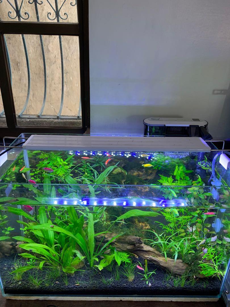 Aquascape / Aquarium 10 gallon complete setup, Pet Supplies, Homes