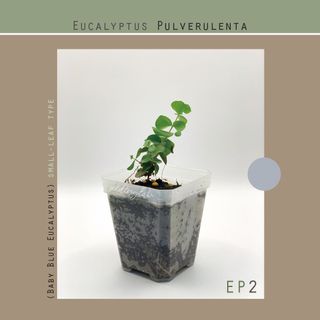 （分類：）位於 。 由 seedinglaw946 提交（商品編號 1157076023，圖片 1）。簡介： 。