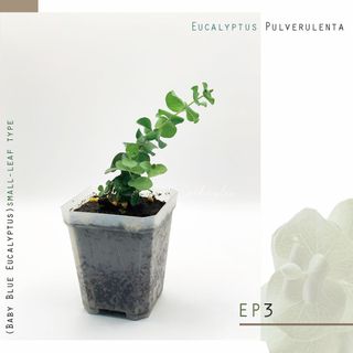（分類：）位於 。 由 seedinglaw946 提交（商品編號 1159896789，圖片 1）。簡介： 。