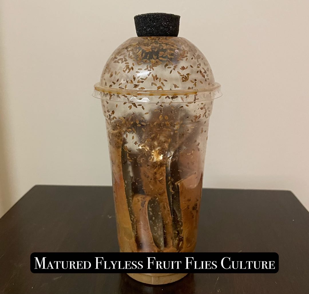 Flightless Fruit Flies culture, Pet Supplies, Pet Food on Carousell