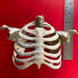 for " Chest Bust Sculpture" Skull clay prototype sculpt sculptor 骷髏骨 胸骨 半身像 原型 雕刻 雕塑 骨架 原型師 雕刻師  resin cast 原件~ Hot Toys Sideshow Gentle Giant