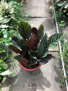 (Category: ) located in . Submitted by big.island (Listing ID 1159801144, Image 1). Description: .