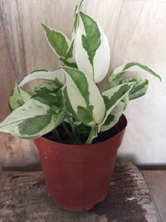 (Category: ) located in . Submitted by garden_pride (Listing ID 1159790813, Image 1). Description: .