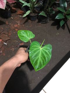 (Kategori: ) berada di . Dikirim oleh terasimah (ID iklan 1159889614, Gambar 1). Deskripsi: .