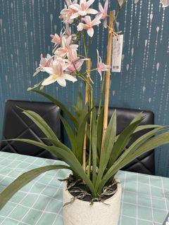 Symbidium orchid with pot