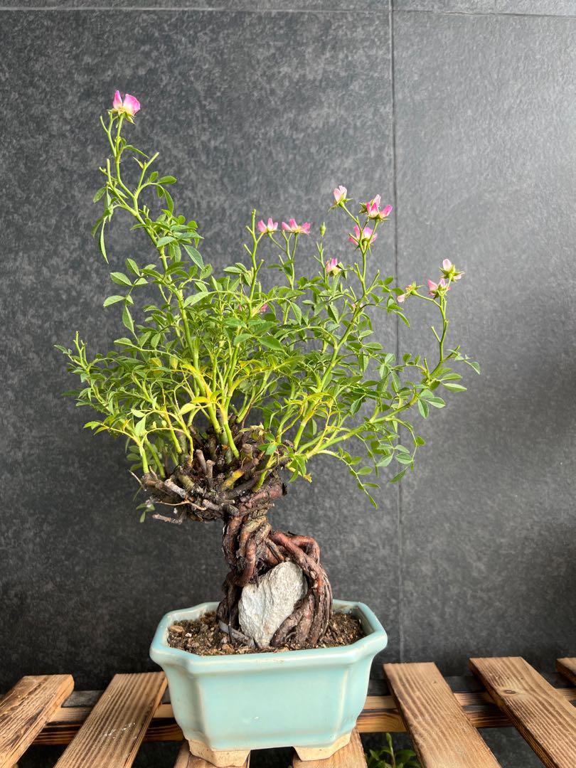 日本野バラ姬薔薇 塊根龜甲龍盆景植物盆栽bonsai 傢俬 家居 園藝 植物及種子 Carousell