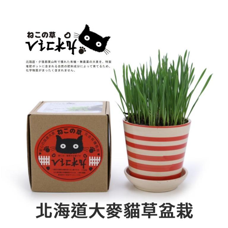 北海道大麥貓草盆栽 新鮮貓草 陶器製栽種盆 有機栽培土壤hokkaido Cat Grass Pot Fresh Cat Grass Pottery Plant Pot Organic Cultivation Soil 寵物用品 寵物食品