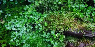 (Category: ) located in . Submitted by 321aquascape (Listing ID 1160019104, Image 1). Description: .