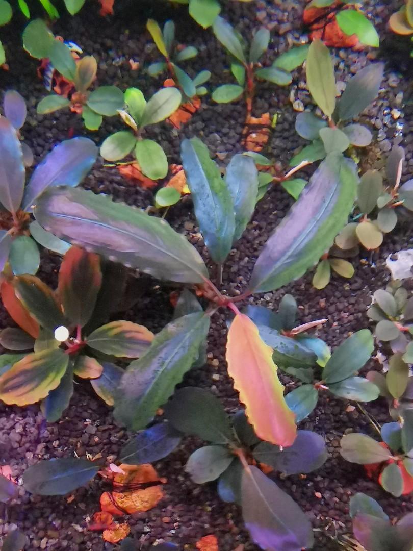 bucephalandra hellfire