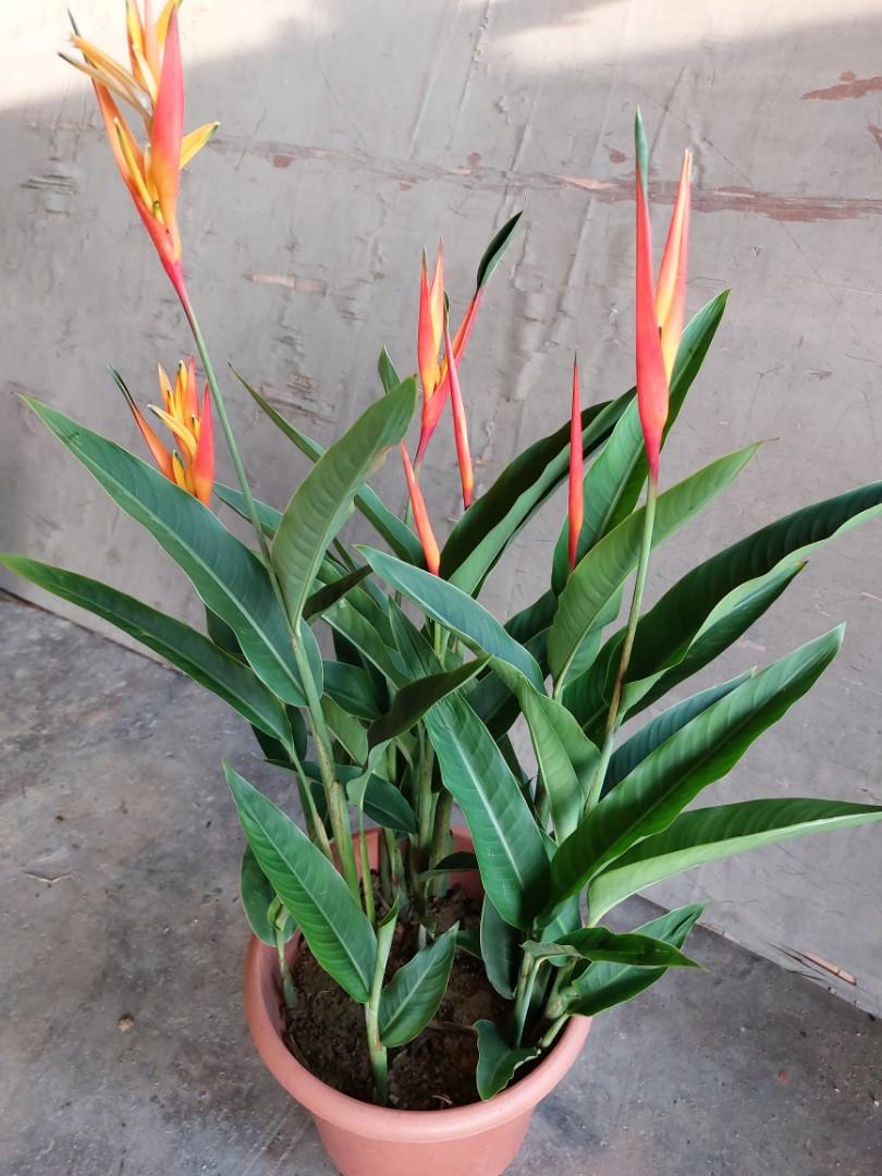 Heliconia Fire Flash, Furniture & Home Living, Gardening, Plants & Seeds on  Carousell