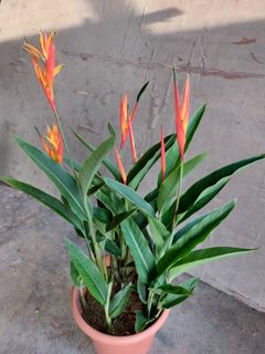 (Category: ) located in . Submitted by jtflorist (Listing ID 1160031577, Image 1). Description: .