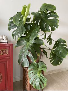 (Category: ) located in . Submitted by sky.garden (Listing ID 1159935460, Image 1). Description: .