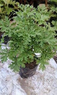 Malvarosa Citronella Lushed and stable rooted Best mosquito repellent plant
