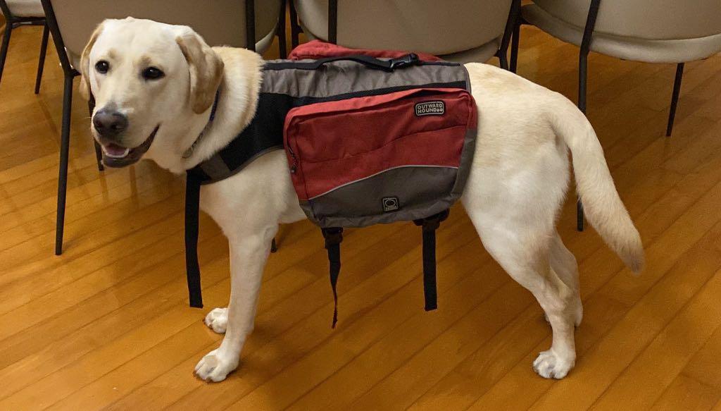 Outward hound kyjen deals dog backpack