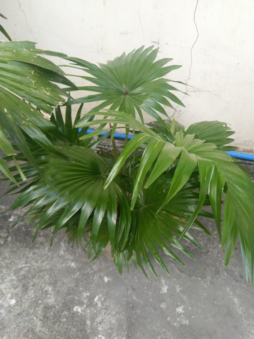 Palm tree, Furniture & Home Living, Gardening, Plants & Seeds on Carousell
