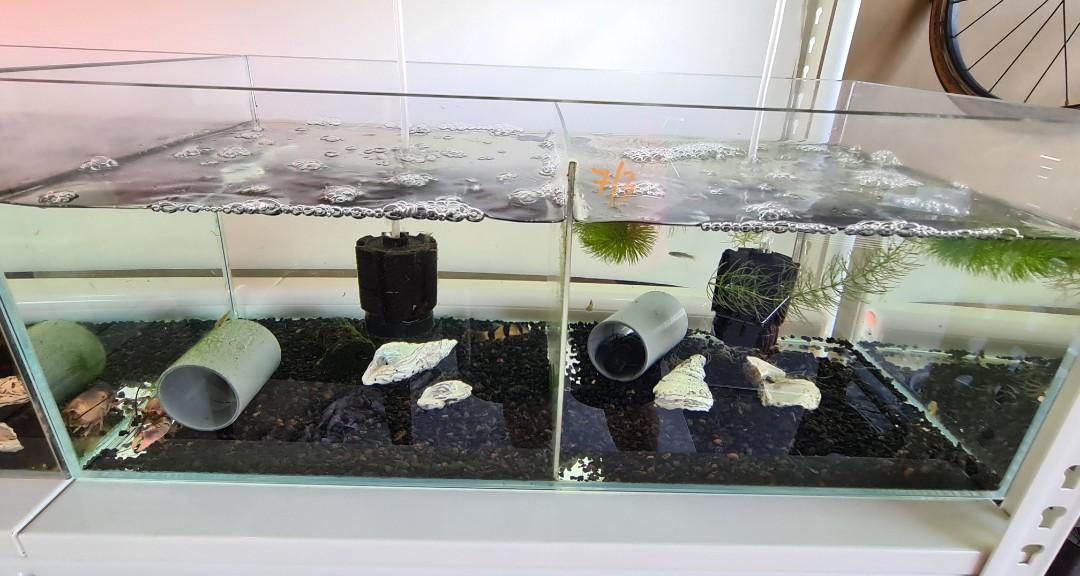 2ft Crystal Glass Fish Tank, Pet Supplies, Homes & Other Pet Accessories on Carousell