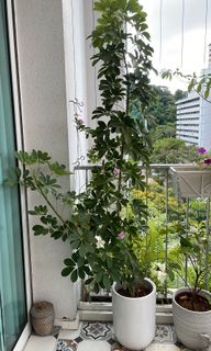 (Category: ) located in . Submitted by sky.garden (Listing ID 1160136232, Image 1). Description: .