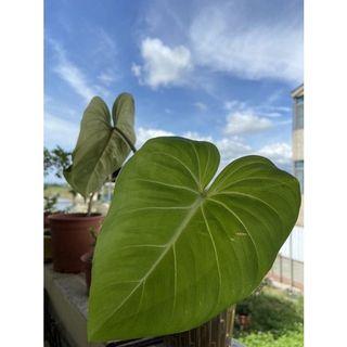 毛小玉多肉植物 居家生活 園藝在旋轉拍賣