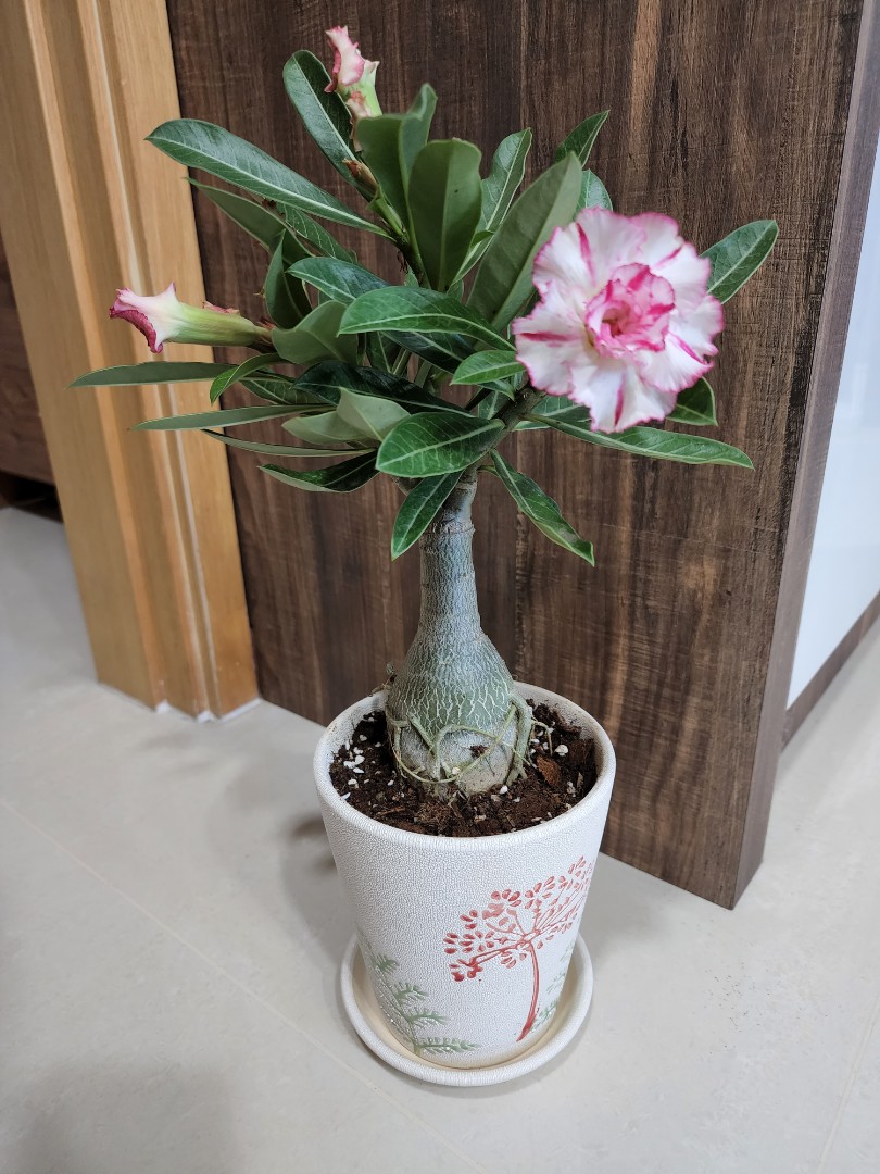 Adenium, Furniture & Home Living, Gardening, Plants & Seeds on Carousell