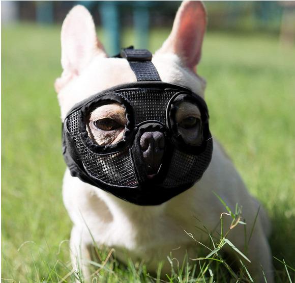 Brachycephalic muzzle shop