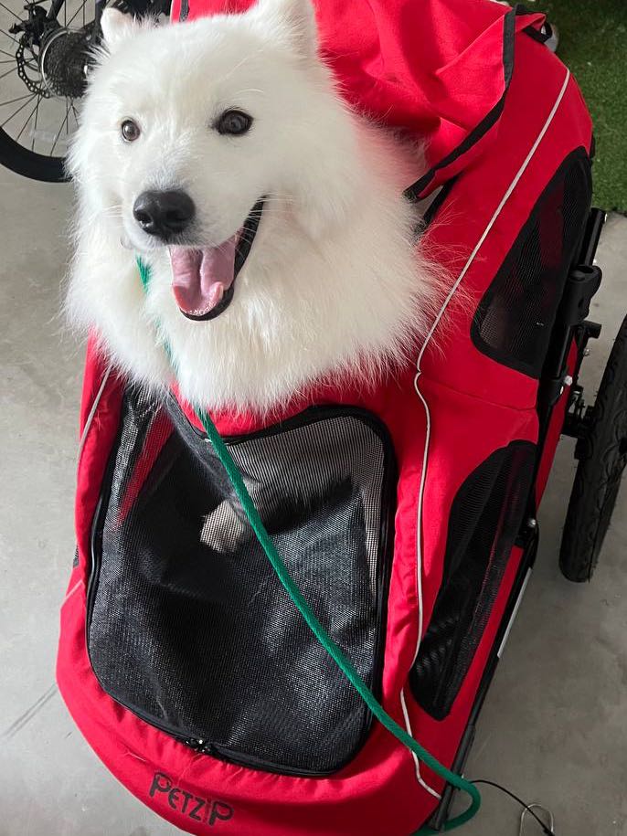 Petzip dog sale stroller