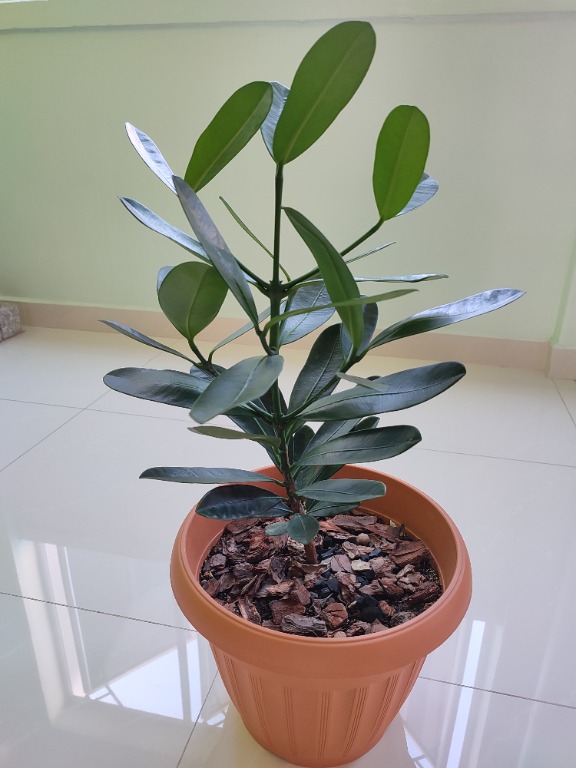 Garcinia Subelliptica also called Happiness Tree, Furniture & Home ...