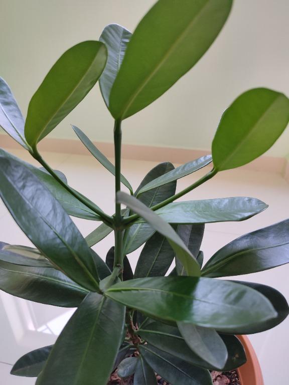 Garcinia Subelliptica also called Happiness Tree, Furniture & Home ...
